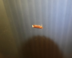 Microtheoris ophionalis