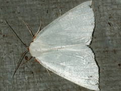 Thalaina selenaea