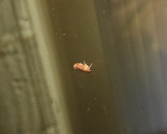 Microtheoris ophionalis