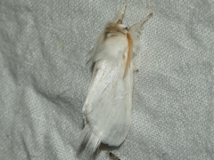 Trichiocercus sparshalli