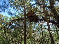 Tillandsia prodigiosa