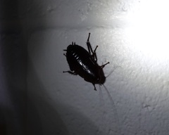 Eurycotis floridana
