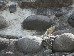 Ctenosaura acanthura
