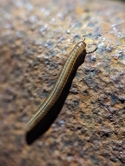 Brachyiulus