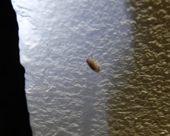 Arcitalitrus sylvaticus