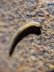 Brachyiulus