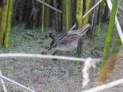 Phleocryptes melanops