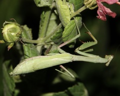 Stagmomantis carolina