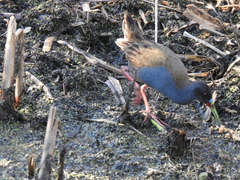 Pardirallus sanguinolentus