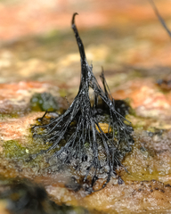 Stemonaria irregularis