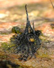 Stemonaria irregularis