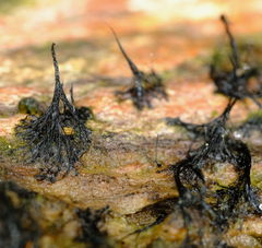 Stemonaria irregularis