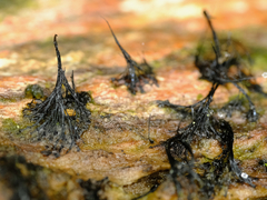 Stemonaria irregularis