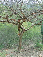 Bursera medranoana