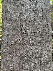 Zelkova serrata