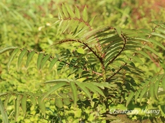Zanthoxylum ailanthoides