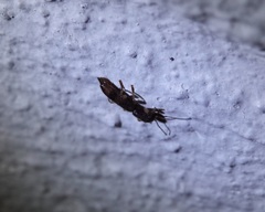 Pseudopamera nitidula