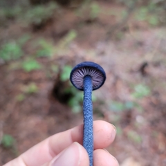 Entoloma subcarneum