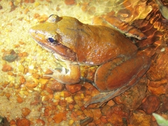 Limnonectes blythii