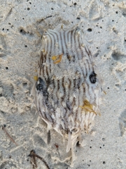 Chilomycterus schoepfii