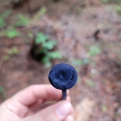 Entoloma subcarneum