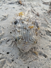 Chilomycterus schoepfii