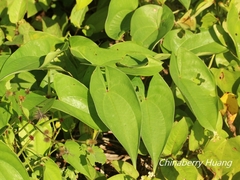 Dioscorea alata