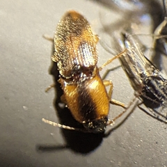 Aeolus mellillus
