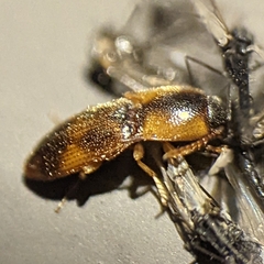 Aeolus mellillus
