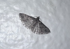 Alucita montana