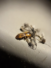 Aeolus mellillus