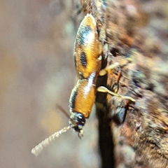 Aeolus mellillus