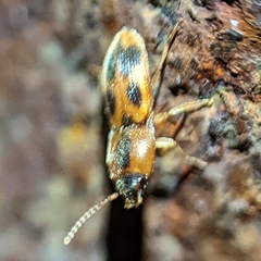 Aeolus mellillus