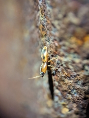 Aeolus mellillus