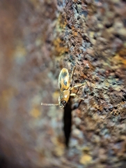 Aeolus mellillus