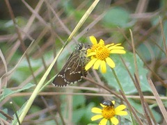 Amblyscirtes aesculapius