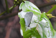 Eirmocides absimilis