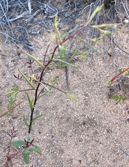 Podolepis capillaris