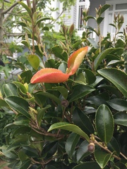 Exobasidium camelliae