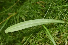 Platanthera clavellata