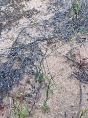 Podolepis capillaris