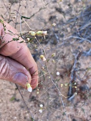 Podolepis capillaris