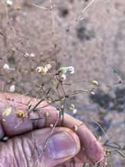 Podolepis capillaris