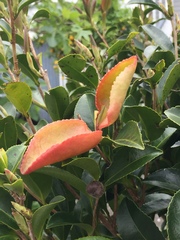 Exobasidium camelliae