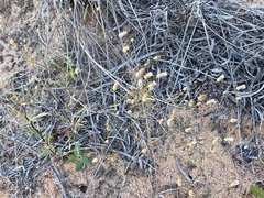 Podolepis capillaris