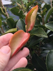 Exobasidium camelliae