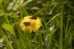 Taractrocera papyria