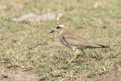 Charadrius asiaticus