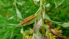 Coleosporium