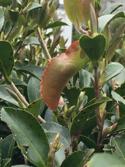 Exobasidium camelliae